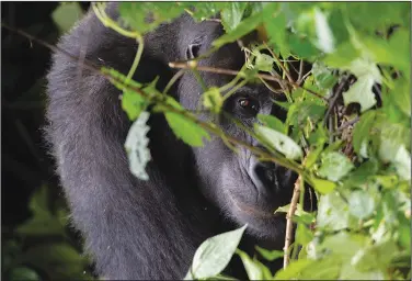  ?? ?? A Grauer’s gorilla peeks out from behind foliage Jan. 22, 2019.