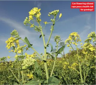  ??  ?? Can flowering oilseed rape pose a health risk for gundogs?