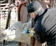  ?? ?? Deworming helps to keep your livestock healthy and ultimately supports your dairy farming business to flourish.