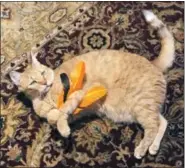  ?? KATHRINE VARNES VIA AP ?? In this July 31 photo provided by Kathrine Varnes, Wheel tackles a feather toy in her home in Larchmont, N.Y. To protect bird population­s, as well as the cats that prey on them, both bird and cat experts urge cat owners to keep their felines indoors, on leashes or in “catios.”