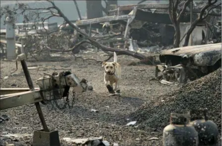  ?? JOHN LOCHER — THE ASSOCIATED PRESS ?? A search and rescue dog searches for human remains at the Camp Fire, Friday in Paradise