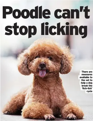  ?? ?? There are measures available to the vet to help a dog break the ‘itch-lick’ cycle