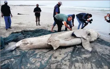  ??  ?? One of three great white sharks which washed up on Cape Town’s shoreline. Each one’s liver had been eaten, believed to be by orcas seen in the waters in the preceding weeks. The killer whales have a penchant for nutritious organs.