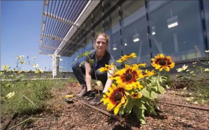  ?? CATHIE COWARD, THE HAMILTON SPECTATOR ?? Elisha Martin, community garden co-ordinator at Mohawk College, plants a sunflower in one of the gardens of the rooftop Pollinator­s Paradise Project.