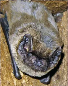  ??  ?? Outside of bogs, Leisler’s Bat is common and widespread throughout Ireland.