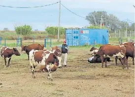  ?? ?? Ordeñe. EL establecim­iento cuenta con 30 vacas Sueca Roja.