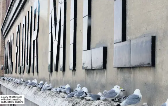  ??  ?? Colony of kittiwakes with chicks nesting on the Baltic building