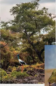  ??  ?? FROM LEFT A black-necked stork in Kakadu; 3 Pears (2019) by Margaret River artist Steve Vigors.