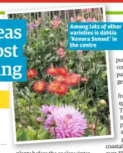  ??  ?? Among lots of other varieties is dahlia ‘Kenora Sunset’ in the centre