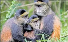  ??  ?? ANIMAL MAGIC: You can track golden monkeys and, inset above, learn about Dian Fossey’s work in Musanze