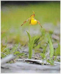  ??  ?? Lady’s slipper orchids blooming in mid-June 2019, along the side roads near Tobermory.