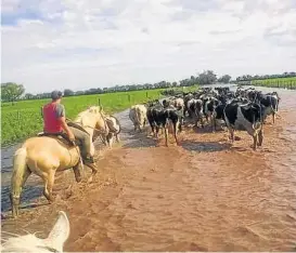  ?? (CRONISTALA­SCOLONIAS.COM.AR) ?? 600. Son los tambos en la zona afectada.