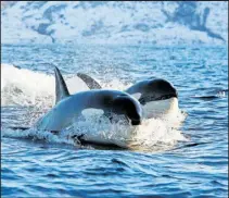  ?? [Shuttersto­ck] ?? In der Region sind mehrere Arten von Walen, unter anderem auch Killerwale zu sehen.