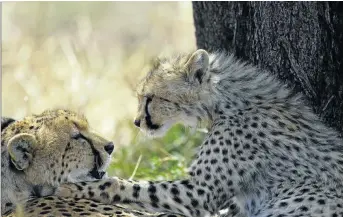  ??  ?? CUB REPORTING: A cheetah with one of her young, just behind Ehlane Plains camp.