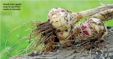  ??  ?? Check your garlic crop to see if it’s ready to harvest.