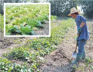  ?? PHOTOS BY SAIARUN PINADUANG ?? Phayao is on course to benefit from comprehens­ive developmen­t of organic farming, a vision outlined by Mr Narongsak as a key driver of the province’s growth.