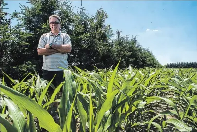  ?? ANDREJ IVANOV WATERLOO REGION RECORD ?? Darcy Weber planted a windbreak of spruce trees next to the cornfield at his farm in Elmira. The spruce trees keep the topsoil from blowing away.