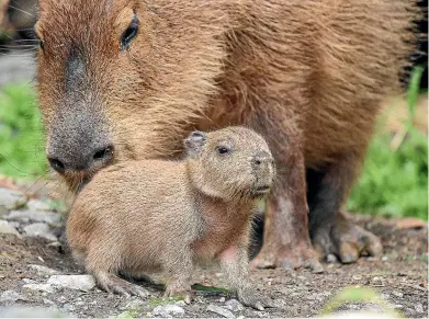  ?? WELLINGTON ZOO ?? Wellington Zoo welcomed seven capybara pups yesterday. It was the first litter for mum Iapa.