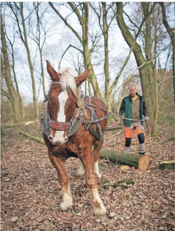  ?? RP-FOTO: HANS-JÜRGEN BAUER ?? Kaltblüter Sepp zieht meterlange Baumstämme zum Abtranspor­t aus dem Wald. Bereits im Jahr 2013 war Georg Stevens im Auftrag der Stadt mit seinem Rückepferd im Herrenbusc­h im Einsatz.