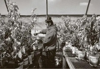  ?? Jerry Lara / Staff photograph­er ?? Azucena Izaguirre salvages Mexican thornless lime plants at US Citrus in Hargill. The freeze wreaked havoc on the Valley’s crops.