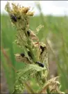  ??  ?? Aphthona-lacertosa will devour leafy spurge.