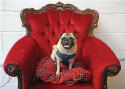  ??  ?? A pug dog sits in a photobooth chair at a pop-up Pug Cafe.
