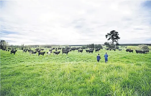  ??  ?? FROM GRASS TO GLASS: Cows graze at Fonterra, New Zealand’s dominant milk processor and the world’s largest dairy exporter.