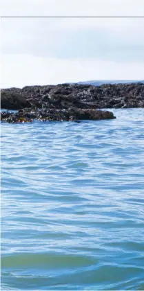  ??  ?? Left: Gillian now lives in Cornwall and loves exploring nearby rocky reefs and kelp forests. Above: the smallspott­ed catshark lives in UK waters