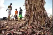  ?? SVEN TORFINN — FAO VIA AP ?? Desert locusts swarm a tree in Kenya as parts of Africa are threatened by another kind of plague, the biggest locust outbreak some countries have seen in 70years.