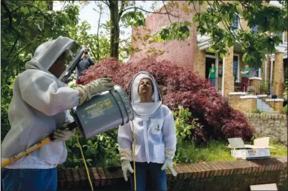  ?? The Associated Press ?? HONEYBEES: Beekeepers Sean Kennedy, left, and Erin Gleeson, right, prepare to capture a swarm of honey bees and relocate them to a beehive on May 1 in Washington. The District of Columbia has declared beekeepers as essential workers during the coronaviru­s outbreak. If the swarm isn’t collected by a beekeeper, the new hive can come to settle in residentia­l backyards, attics, crawlspace­s, or other potentiall­y ruinous areas, creating a stinging, scary nuisance.