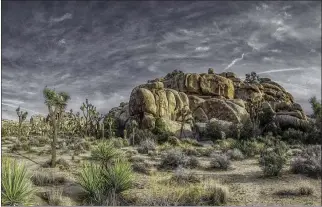  ?? COURTESY OF THE ARTIST ?? “Joshua Tree” by Jim Lowry.