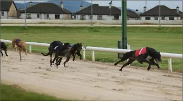  ??  ?? A public meeting about the future of Enniscorth­y Greyhound Track takes place in the Riverside Park Hotel on Wednesday night at 8 p.m.