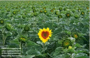  ??  ?? Carefully cropping out other open sunflowers in this field prevented them being distractin­g