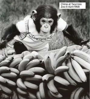  ??  ?? Chimp at Twycross Zoo in April 1968