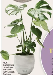  ?? ?? Faux monstera in ceramic pot, €40 from John Lewis & Partners