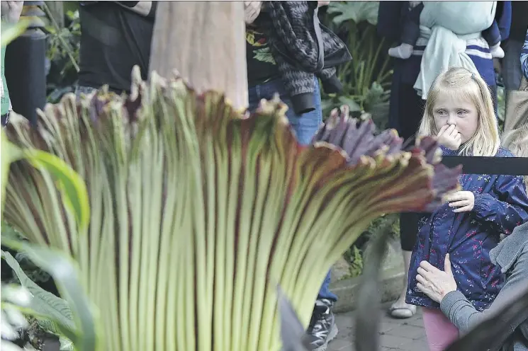  ?? ED KAISER ?? Anna McNish, 5, holds her nose as crowds gather around a giant smelly corpse flower now in bloom at the tropical pavilion at the Muttart Conservato­ry.
