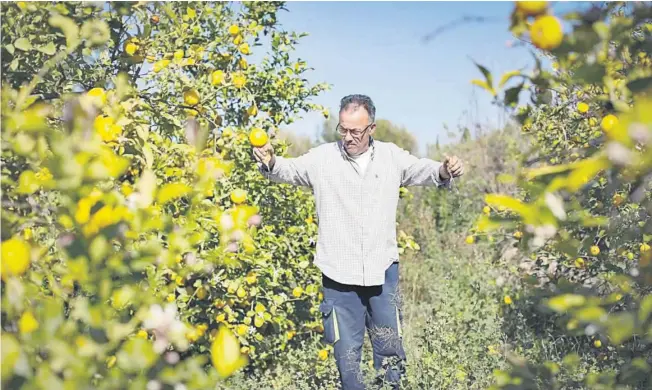  ?? ?? El zumo del limón, exprimido en manos de Juan Alcaraz, demuestra la calidad del producto | REP.FOTOGRÁFIC­O: MARIAN LEÓN