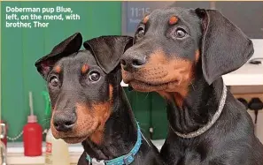  ?? ?? Doberman pup Blue, left, on the mend, with brother, Thor