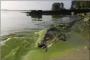  ?? ANDY MORRISON — THE BLADE VIA THE ASSOCIATED PRESS ?? A catfish appears on the shoreline in the algae-filled waters of North Toledo in 2017.