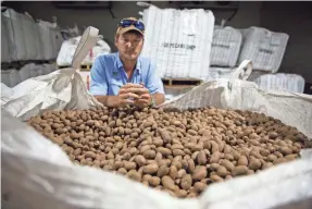  ??  ?? Buck Paulk looks over pecans stored in his warehouse at Shiloh Pecan Farms in Ray City, Ga. Paulk estimates more than 50 percent of his pecans are exported, China being one of the main recipients. DAVID GOLDMAN/AP