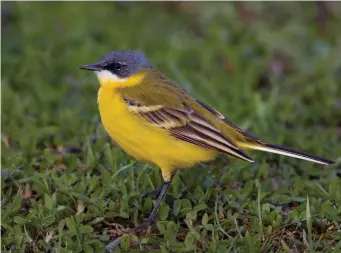  ?? ?? FOURTEEN: Male Yellow (Ashy-headed) Wagtail of the subspecies cinereocap­illa (Tuscany, Italy, 30 March 2009). The dark ashygrey head and white throat of this bird immediatel­y attract attention. The lack of a superciliu­m and the white central throat rule out Blue-headed Wagtail, while the dark lores are striking. The presence of a small pale spot behind the eye may be an indication of intergrada­tion with Spanish Wagtail, but may equally be part of the normal variation in this form. This bird might give a harsh call unlike northern European subspecies of Yellow.