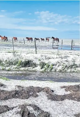  ??  ?? así quedó un campo en Diego de alvear, santa Fe