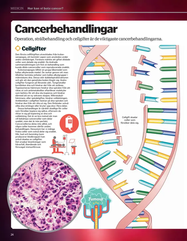  ??  ?? Cellgift skadar celler som försöker dela sig.
