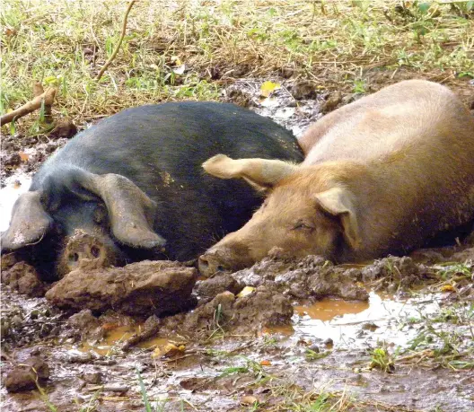  ??  ?? Organic pigs are living happily on pasture with access to suitable shelter and supplement­ary feeding at Peter Bond’s farm in NSW.