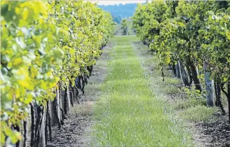  ?? KRISTINA INMAN
SPECIAL TO THE ST. CATHARINES STANDARD ?? If left with perfect growing conditions, grapevines get lazy and simply grow leaves and tendrils rather than fruit.