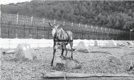  ?? UTAH DIVISION OF WILDLIFE RESOURCES ?? A moose crosses an overpass spanning Interstate 80 near Parleys Summit in Utah. Aside from reducing collisions, dedicated wildlife crossings are also helping produce animal photos and videos, including some clips that go viral.