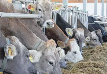  ?? FOTO: MATTHIAS BECKER ?? Der heiße und trockene Sommer im vergangene­n Jahr sorgt bei manchen Landwirten jetzt für Knappheit beim Füttern der Tiere.
