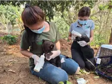  ?? – AFP photo ?? Handout photo released by Free the Bears shows rescued Asiatic black bear cubs being fed at the Luang Prabang Wildlife Sanctuary.