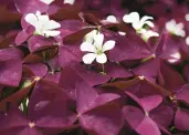  ?? PROVEN WINNERS ?? The flowers and foliage of shamrock plants require relatively high humidity to thrive.