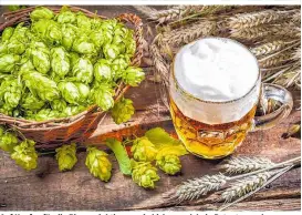  ??  ?? Auf Hopfen für die Bierproduk­tion wurde bisher noch kein Patent vergeben